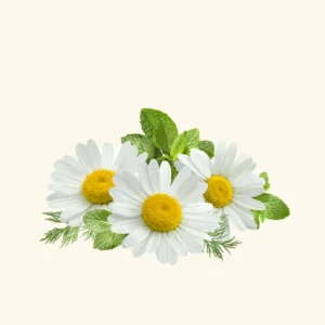 Chamomile Oil ( Blue, Green)