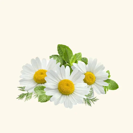 Chamomile Oil ( Blue, Green)