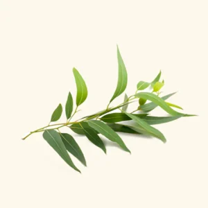 Eucalyptus Oil