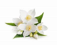 Motia / Bela Attar (Jasmine Sambac)