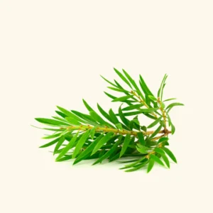 Tea Tree Oil