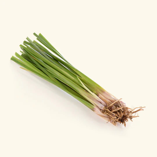 Vetiver Oil (North Indian)