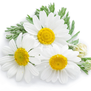 Mogra Attar (Jasmine Grandiflorum)