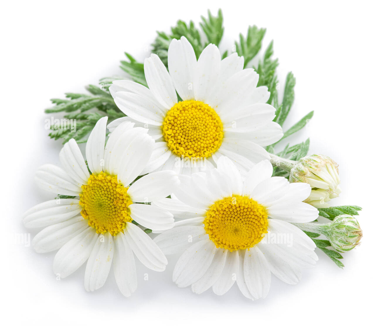 Mogra Attar (Jasmine Grandiflorum)