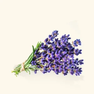 Lavender Oil