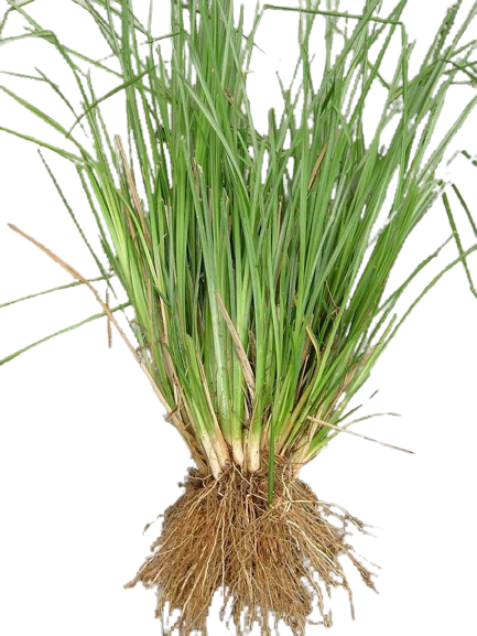 Ruh Khus (Vetiver Absolute)