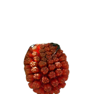 Ruh Keora (Kewra Absolute)