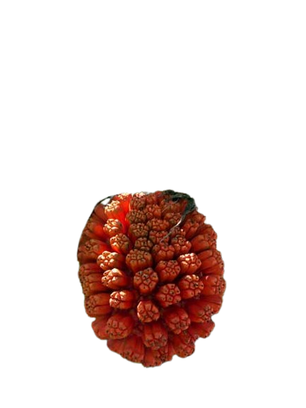 Ruh Keora (Kewra Absolute)