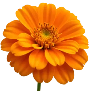 Ruh Genda (Marigold Absolute)