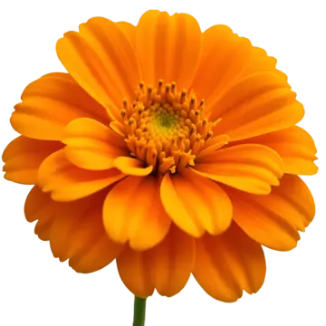 Ruh Genda (Marigold Absolute)